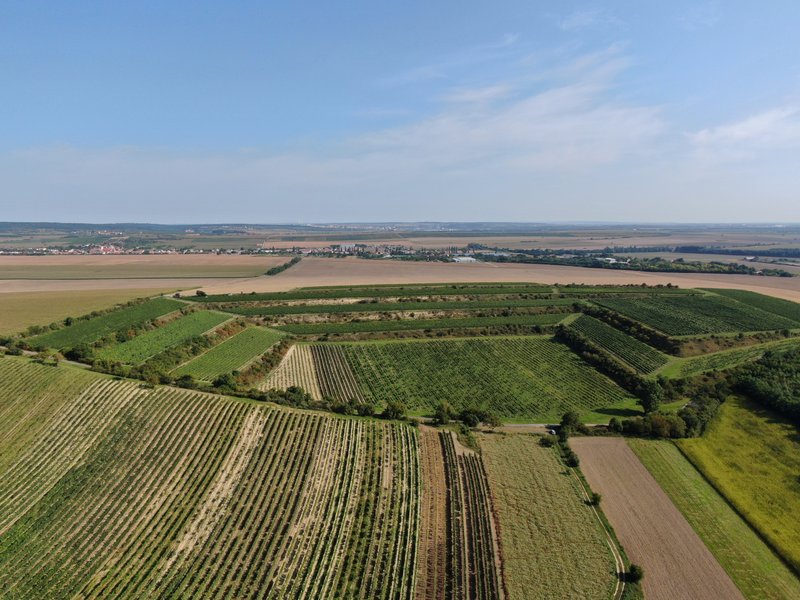 Degustační stánek Znovínu Znojmo na viniční trati Peklo v Šatově