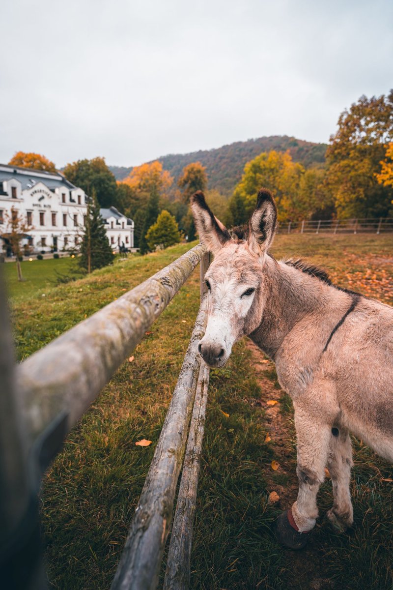 Romantický hotel Mlýn Karlštejn