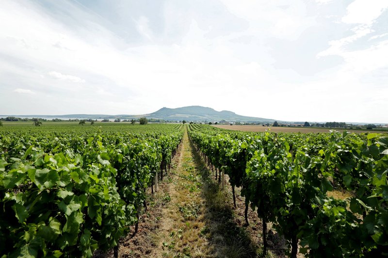 Vinařství Starý vrch