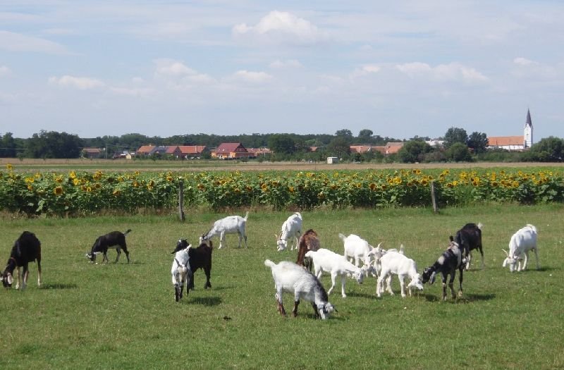 Jáňův dvůr - kemp