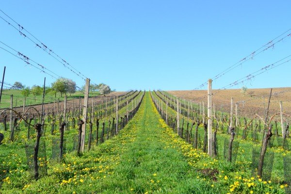 Penzion Vinařský dvorek